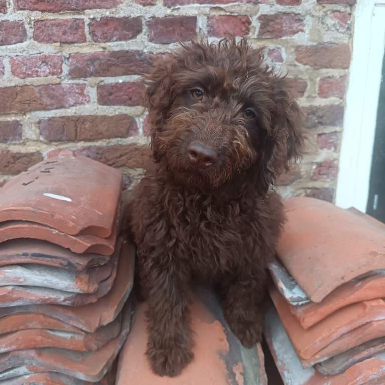 Australian Labradoodle from Health Tested, Hip & Elbow scored Parents 