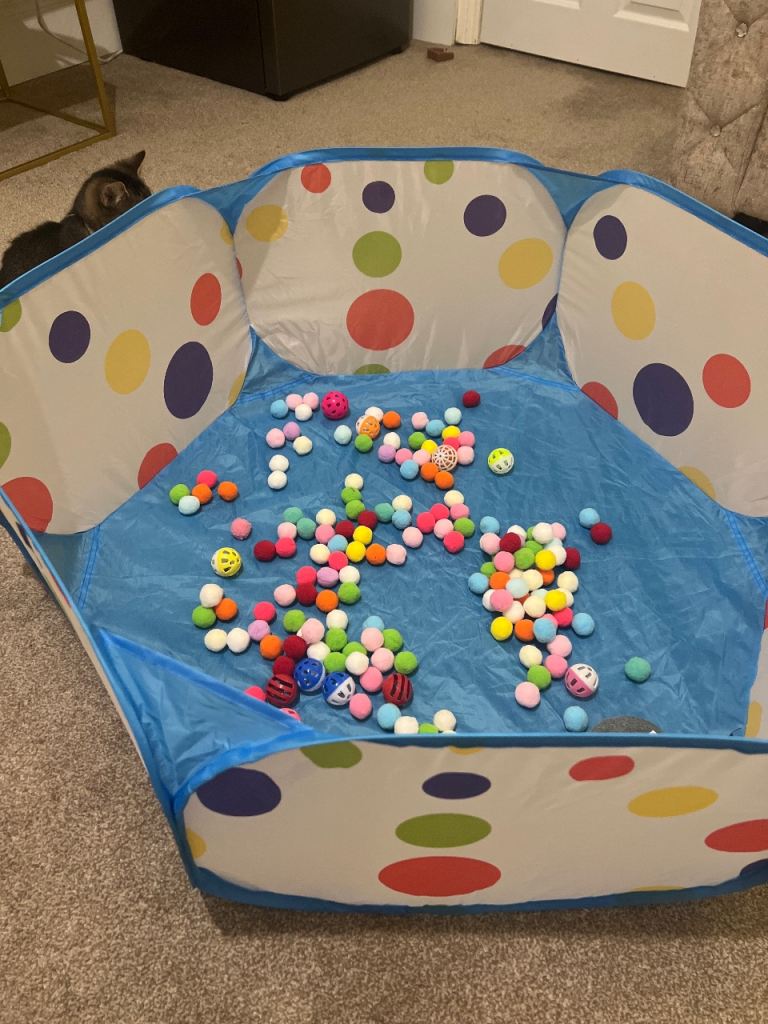 Boy kitten with free cat house and scratcher