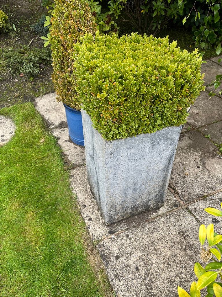 Pair of Buxus within containers