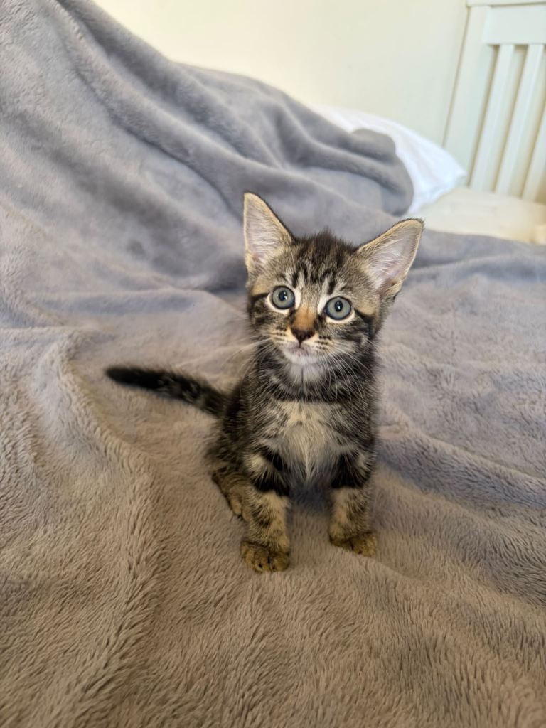 Tabby kitten girl