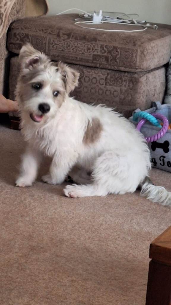 Puppy needed loving home