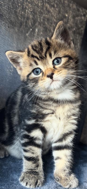 Cute kittens 