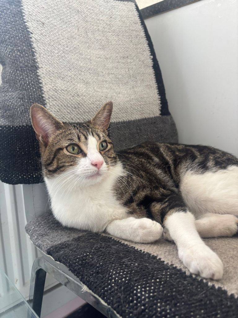 Leo (tabby boy cat)