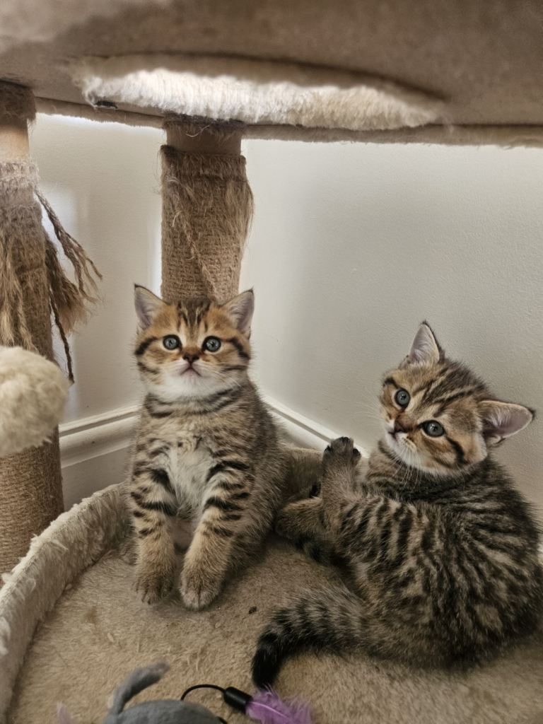 British Shorthair Litenes!