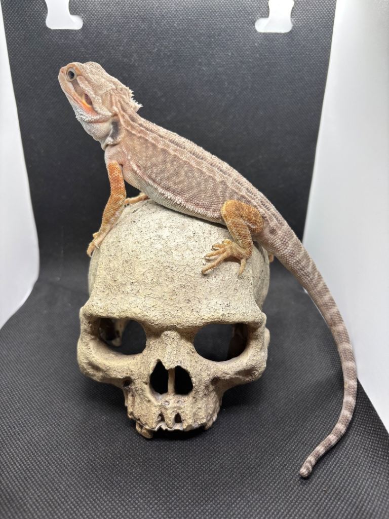 Baby bearded dragons ready now  