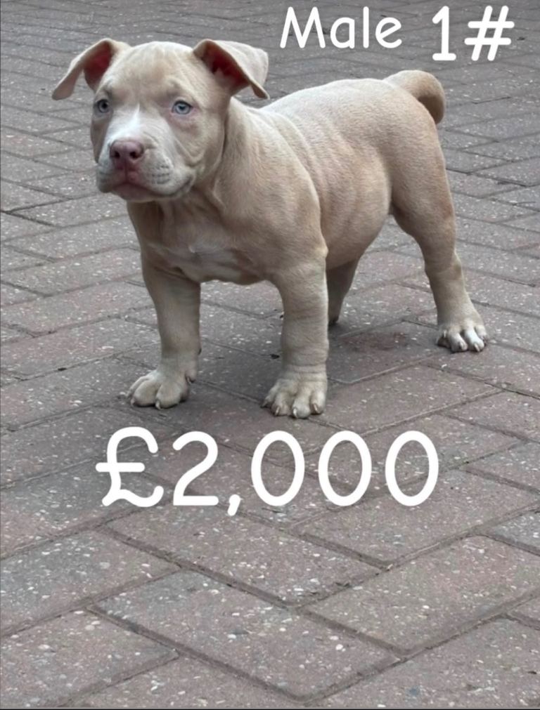 American pocket bully puppies 🇺🇸 
