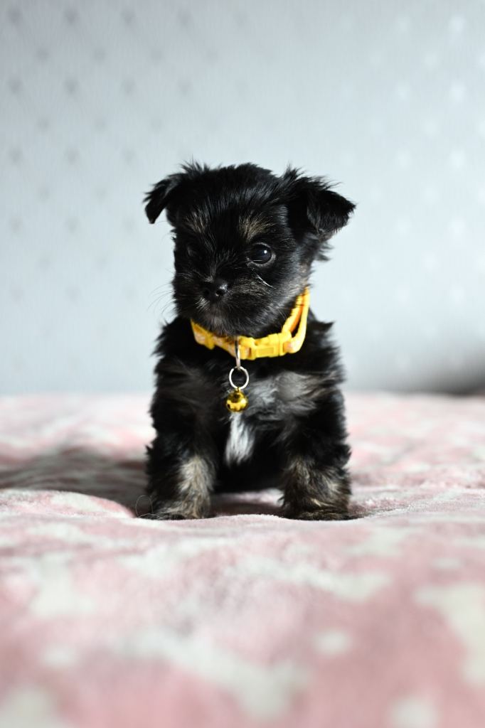 Colorful Yorkshire terrier