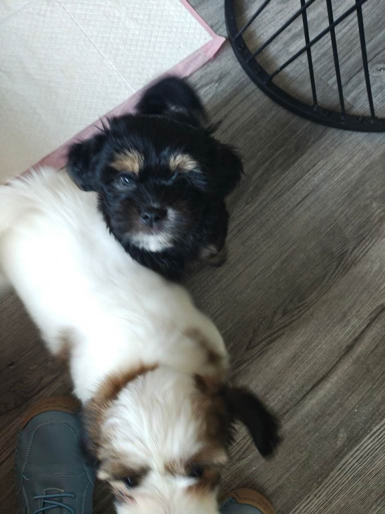 Mixed shih tzus / Yorkie 