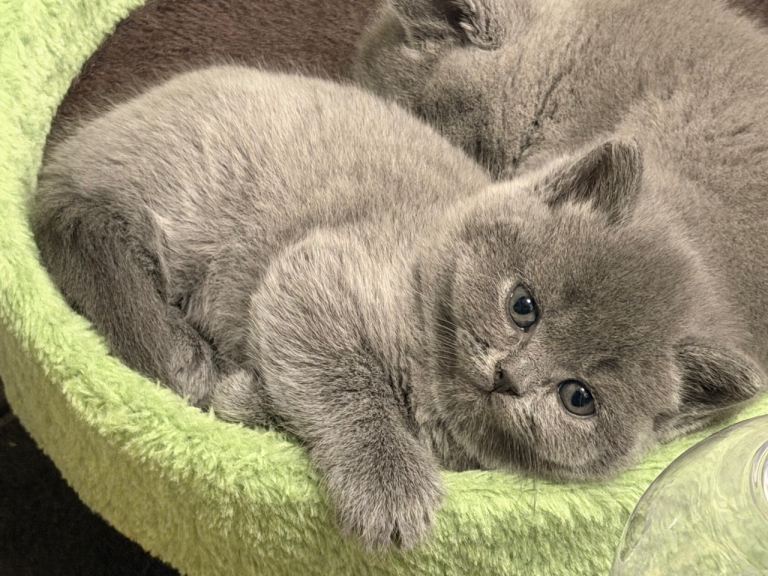 Gorgeous british shorthair available 