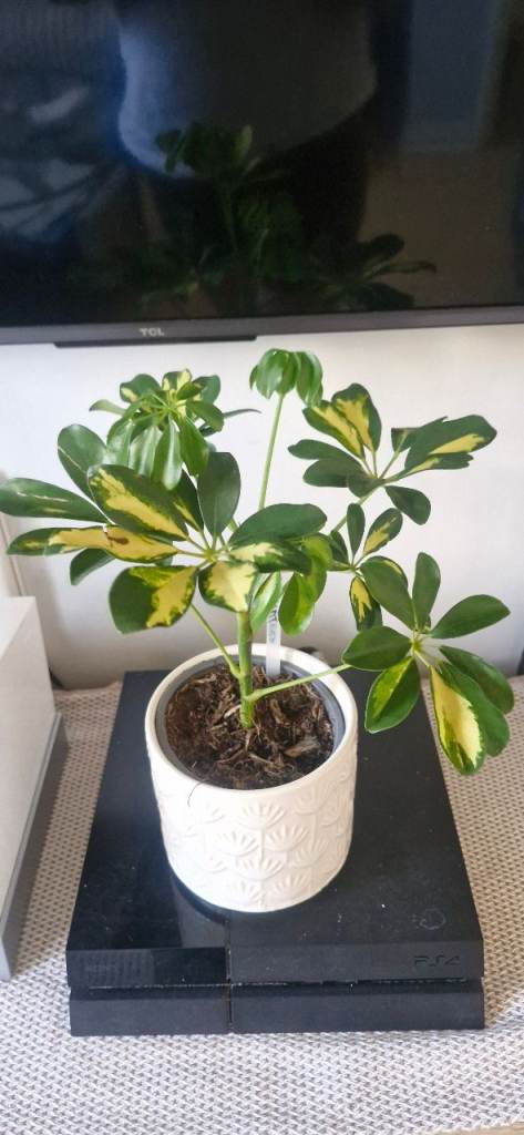 🪴 Umbrella tree plant variegated 25cm-30cm