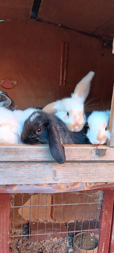 Baby dwarf lop bunnies 