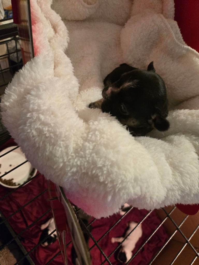 French bulldog pups for sale 