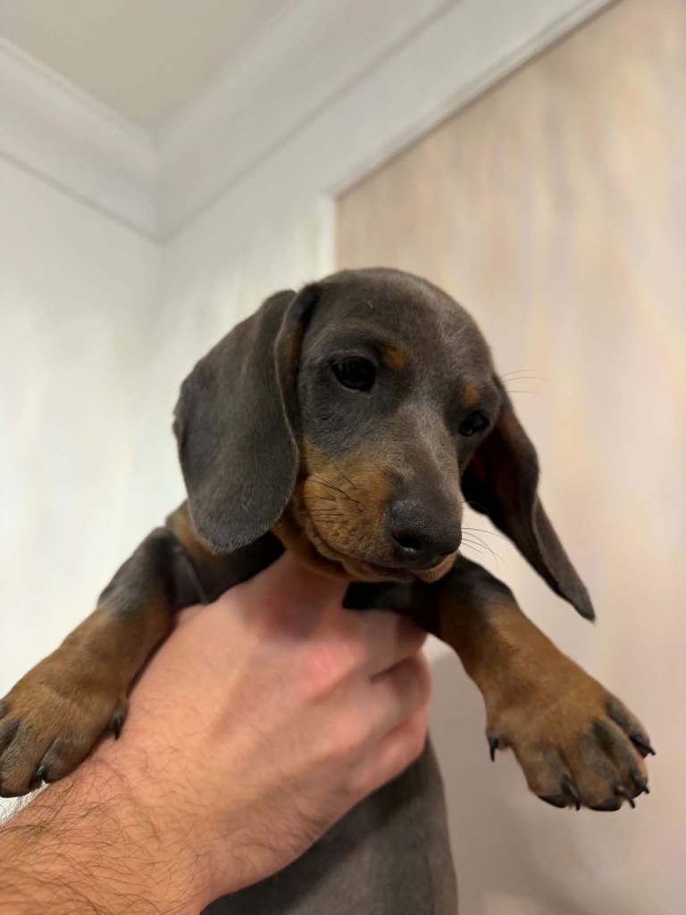 Beautiful blue and tan miniature Dachshund boy 
