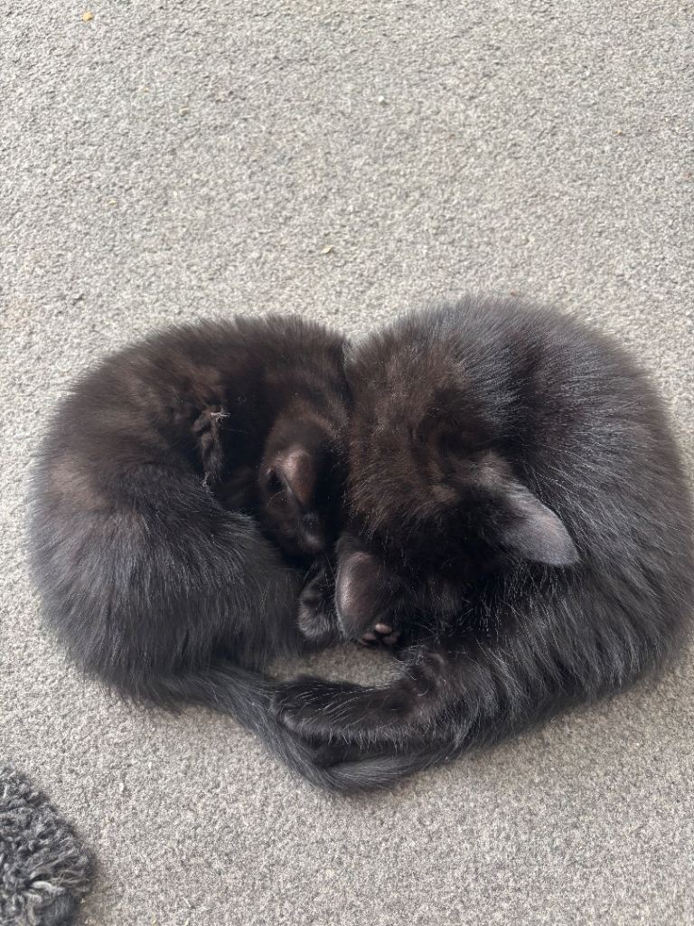 🖤KITTENS🖤