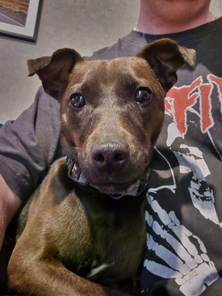 Dog in need of a new home (Female Patterdale)