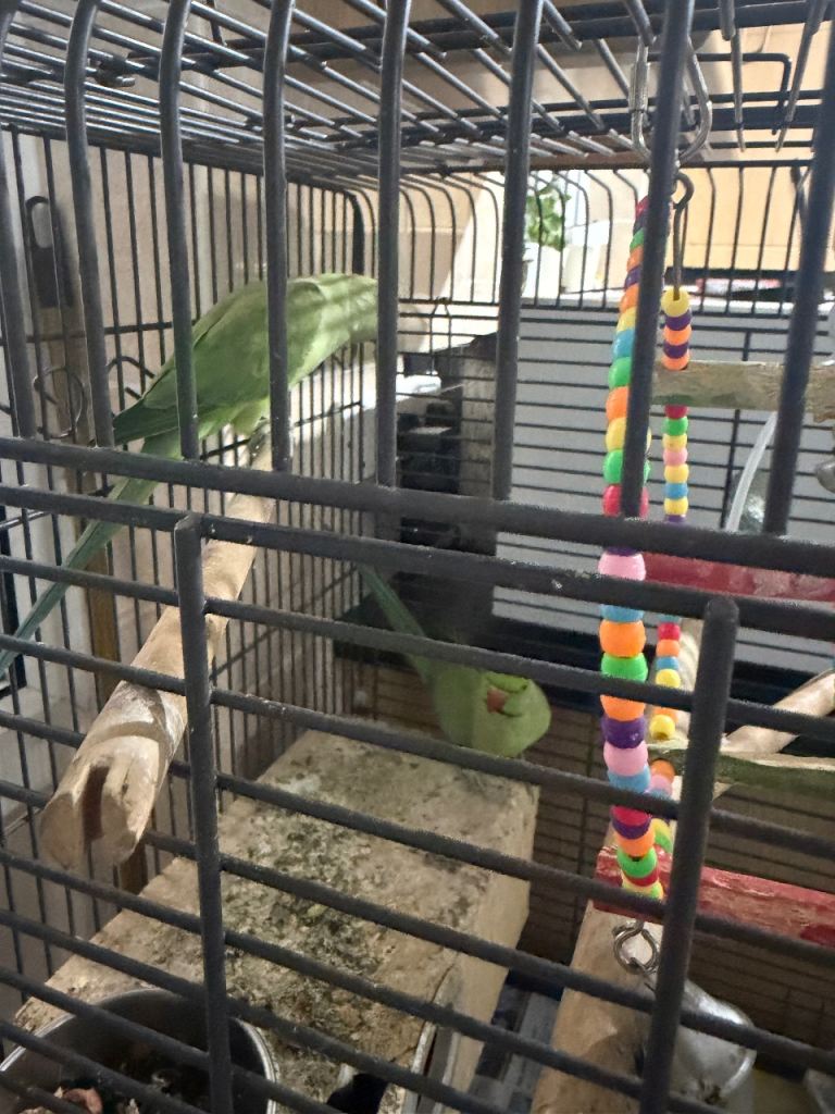 2 beautiful ringkneck parrots for sale