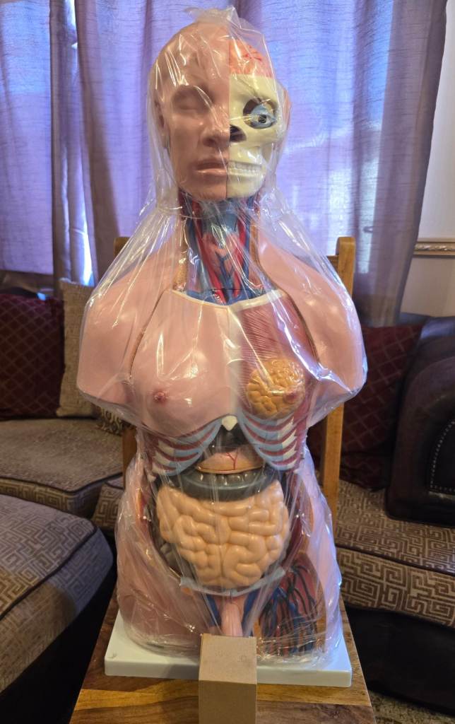 Unisex Torso Anatomical Model (40Parts)