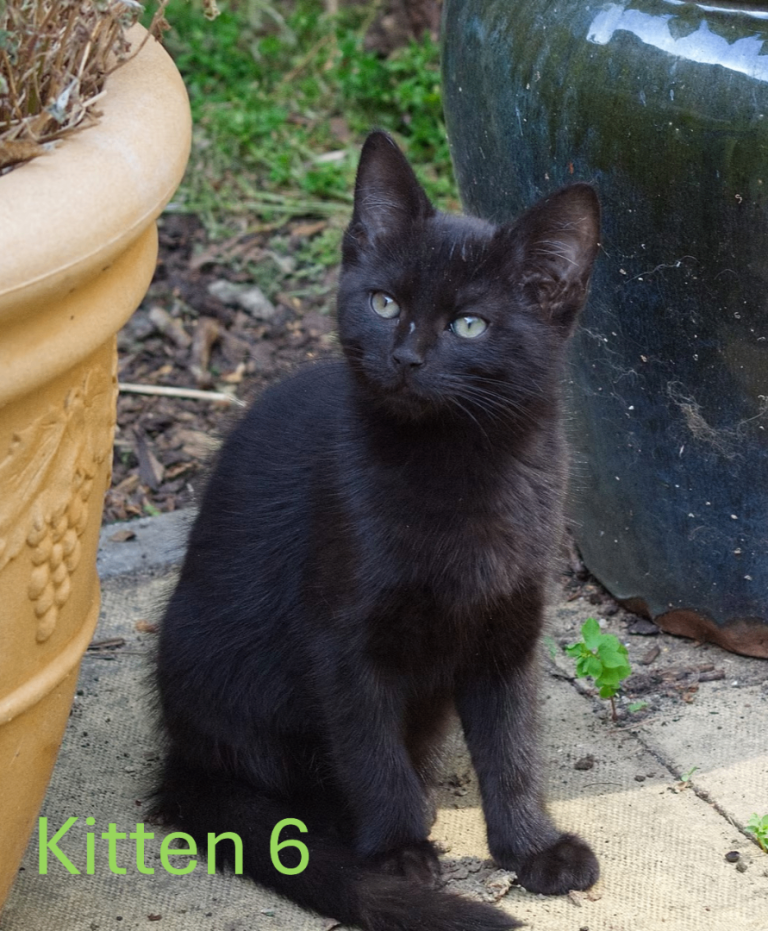 Urgent Half Ragdoll Kitten waiting for her forever home.
