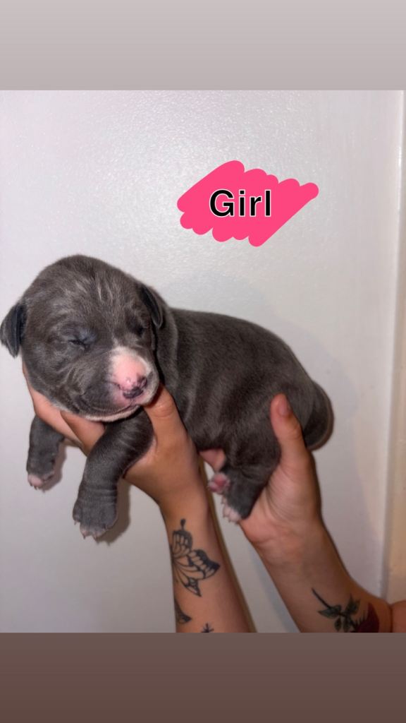 Cane Corso puppies
