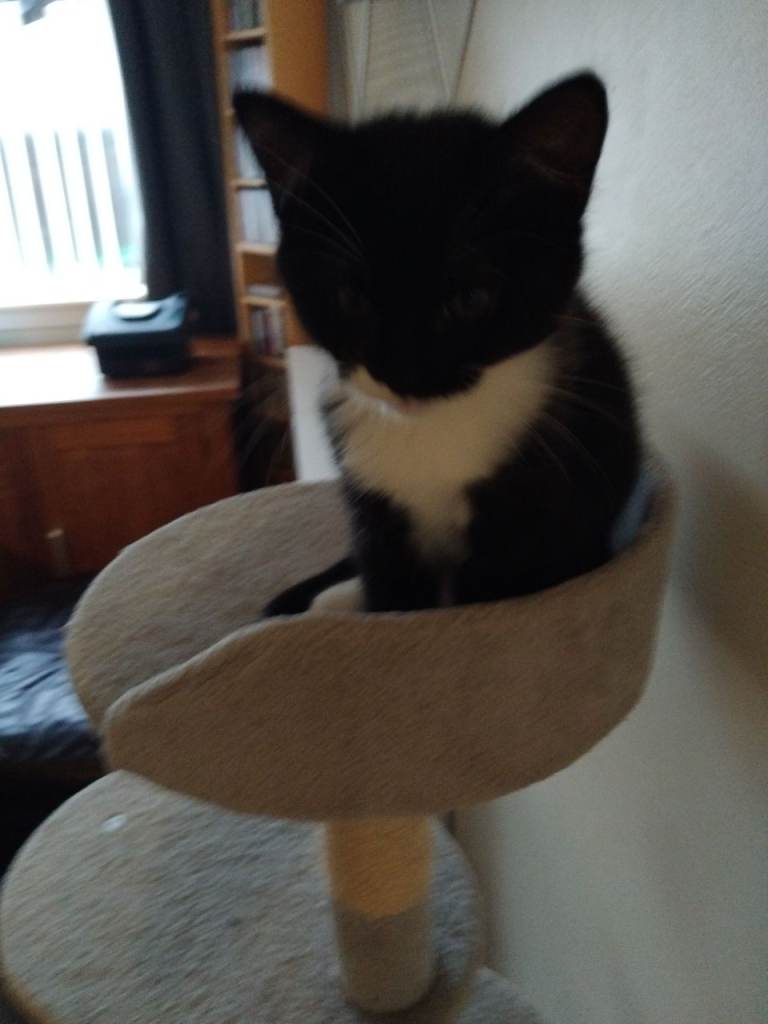 One black and white male kitten