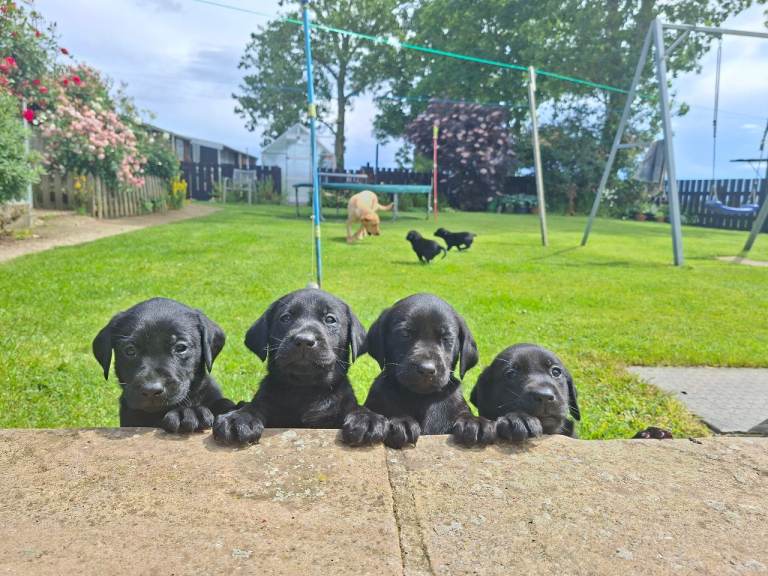 KC registered labrador puppies