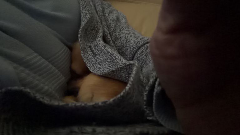Small Male Chihuahua Neutered