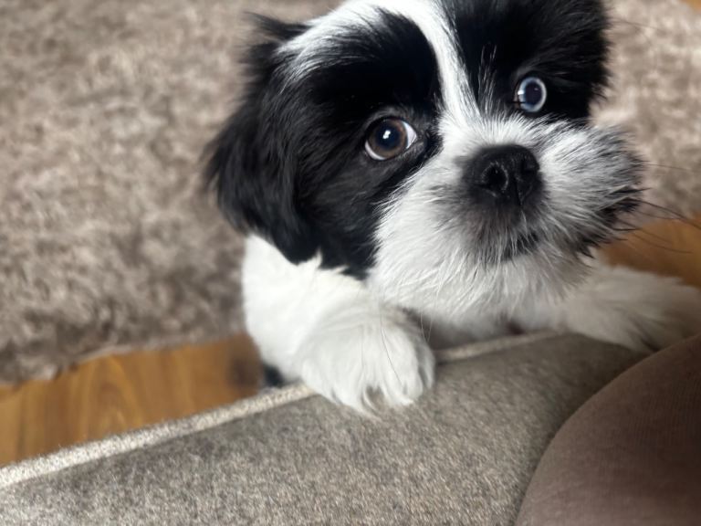 🐾 Beautiful Female Lhasa Apso Looking for a Loving New Home 🐾