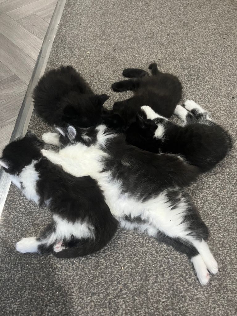 6 beutiful fluffy kitten for sale 