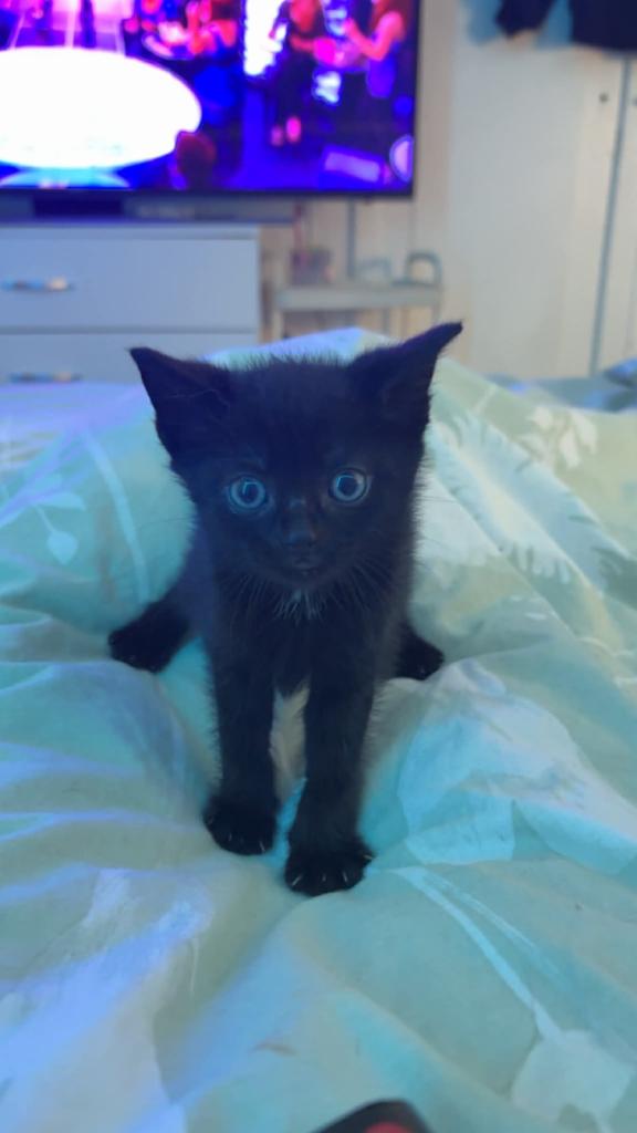 5 kittens ready for their forever homes