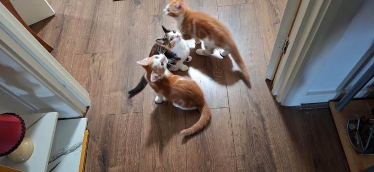 Lovely kittens looking for their forever home