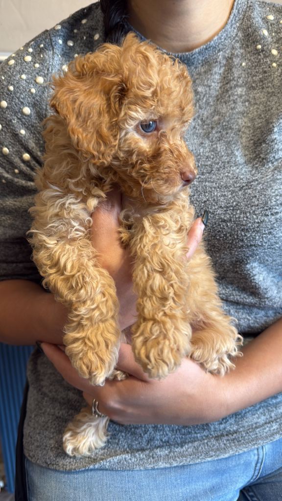  Beautiful Yorkiepoo’s 