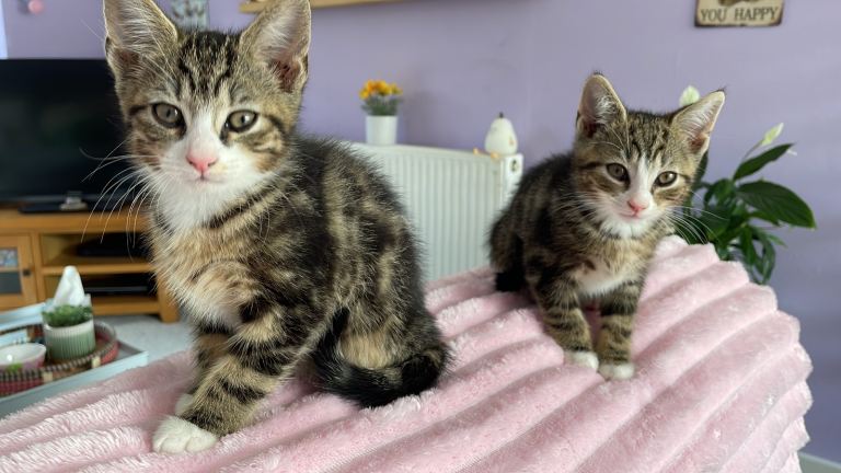 3 month old boys