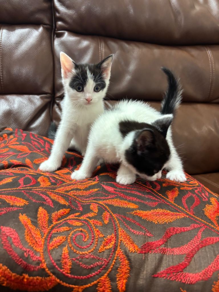 2 beautiful kittens