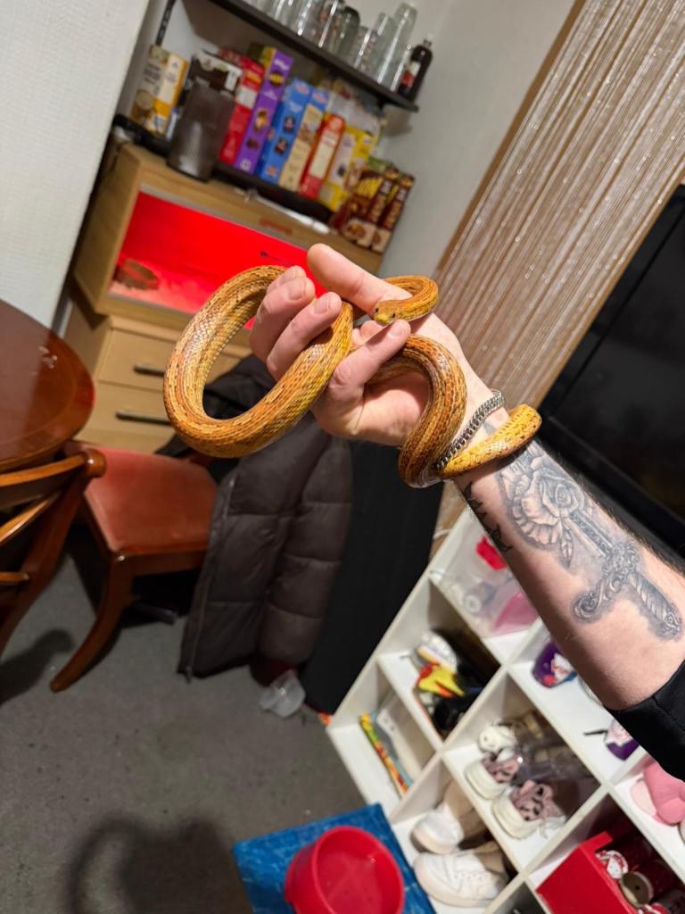 3 year old corn snake for sale with viv