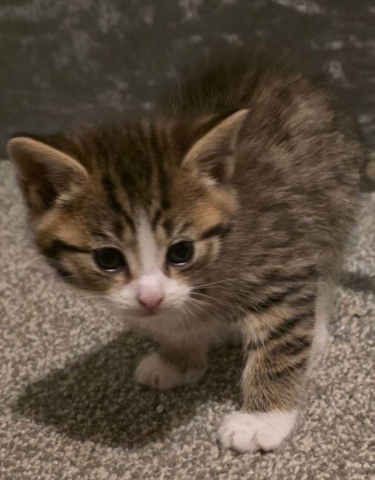 4 Beautiful Kittens 