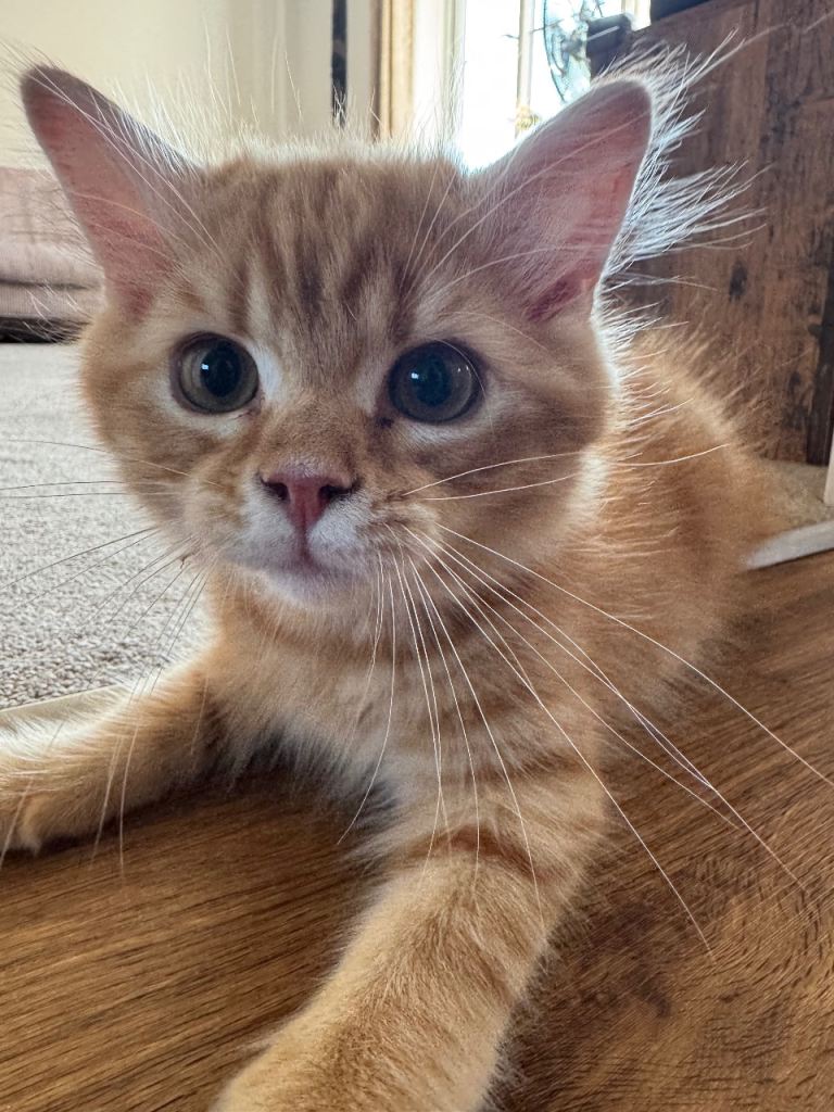 British Short Hair Ginger Kitten 