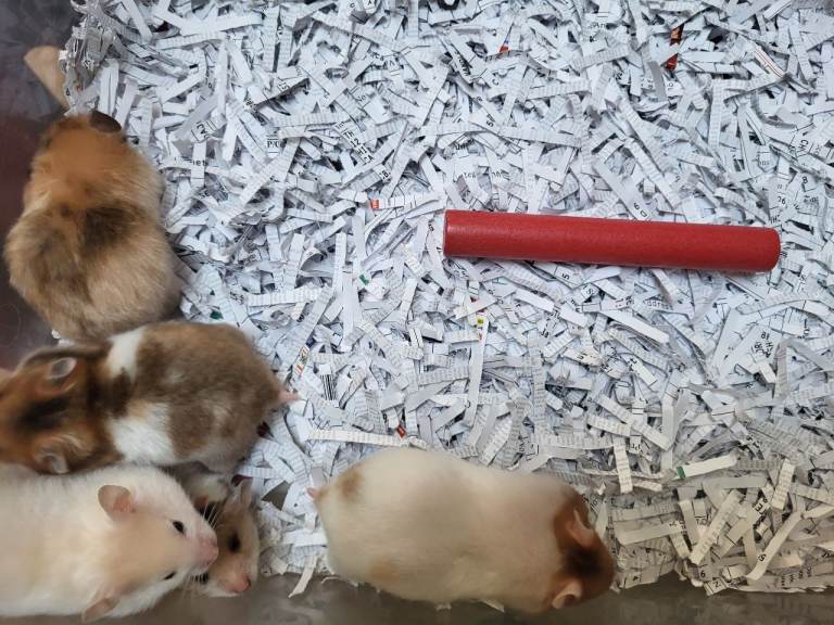baby hamsters,  syrians.  lots of colours.   £10 each.         