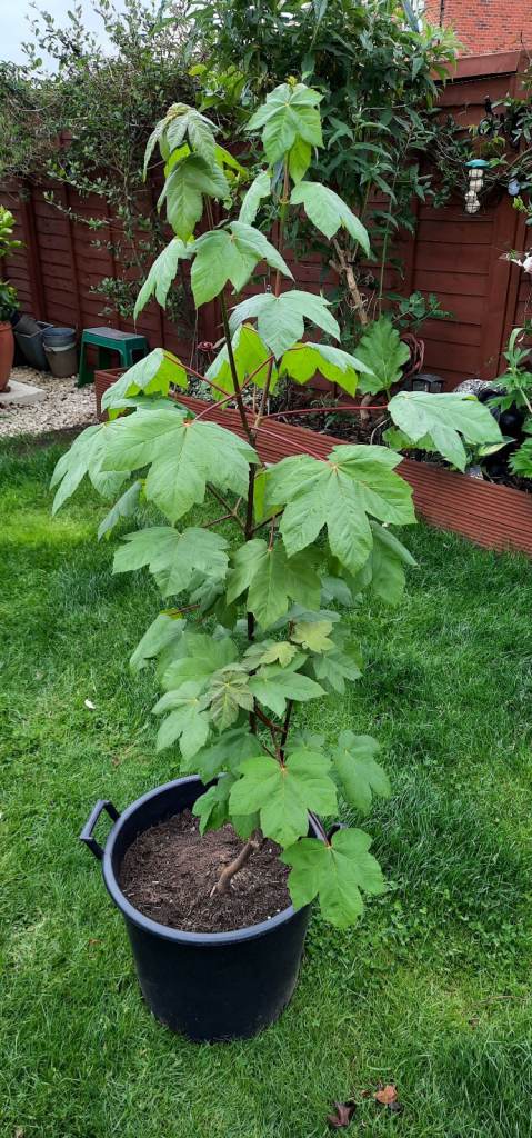 Sycamore Maple Tree