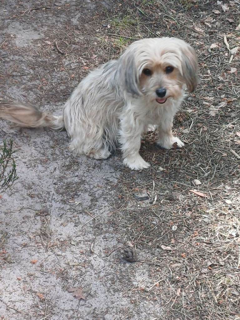 4yrs old chorkie 