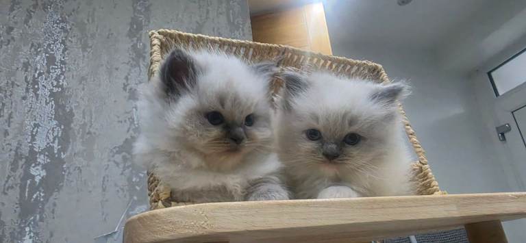 GCCF REGISTERED Ragdoll Kittens