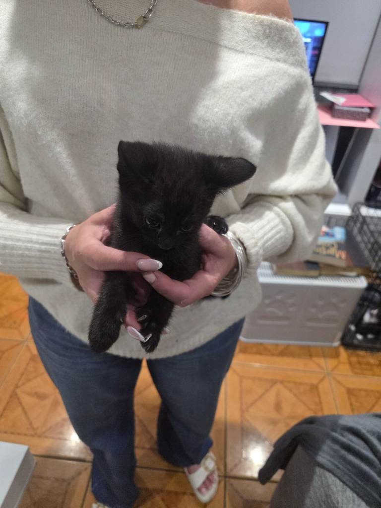 Kittens for sale 