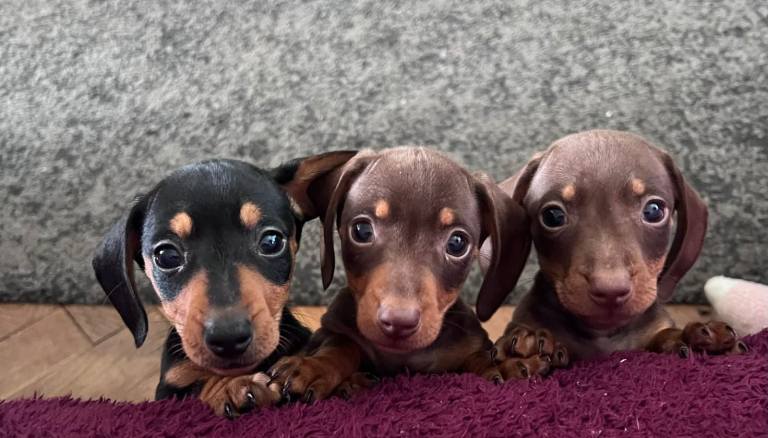 Dachshund puppies for sale. 