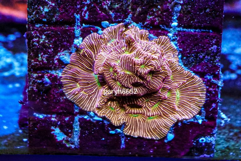 Jack o Lantern marine coral frag lps not sps soft mushroom Zoa carbon salt