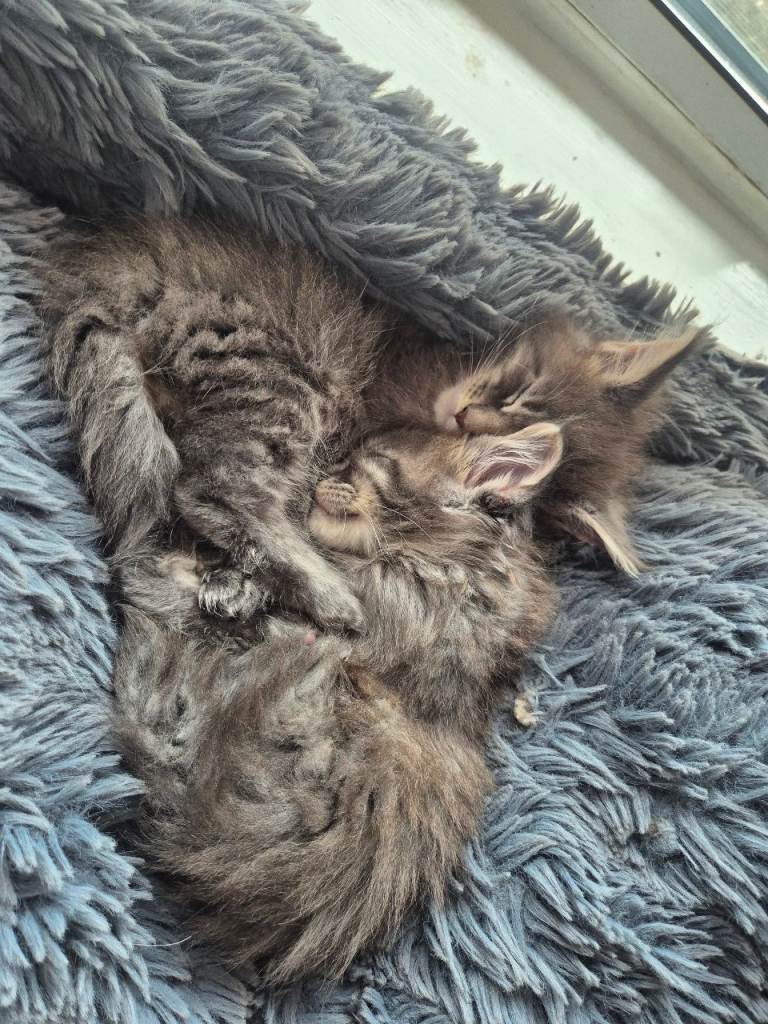  maine coon kittens 😻 