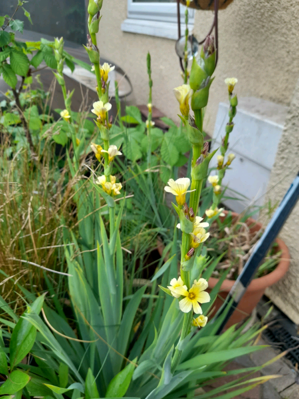 Pale yellow eyed grass.