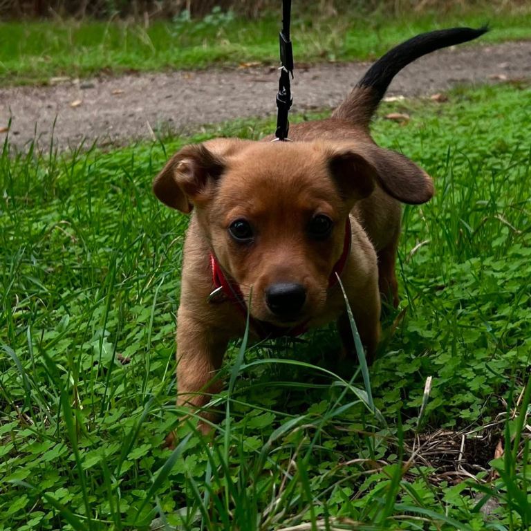 Puppy for sale 