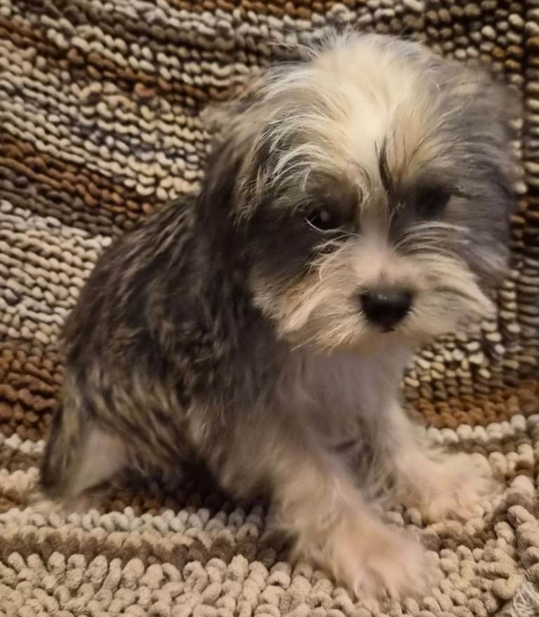 Miniature Schnauzer cross Shih Tzu Puppies