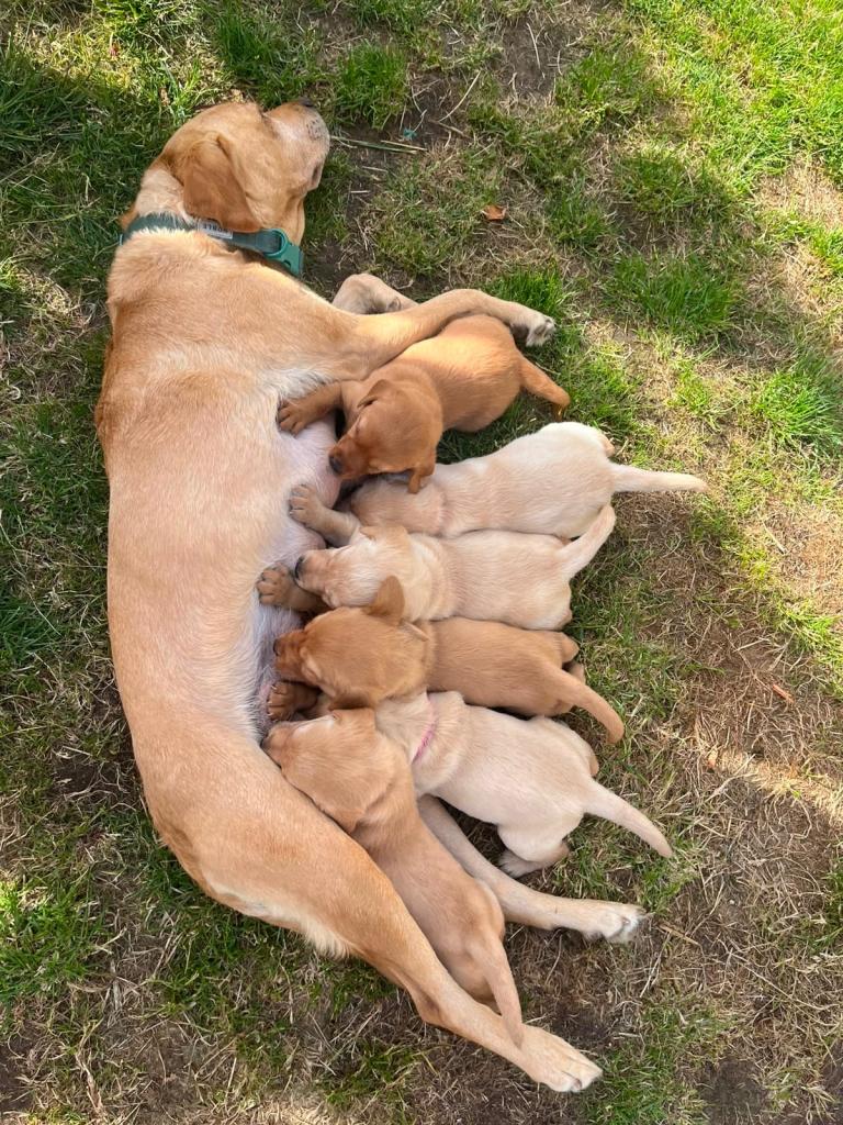 Labrador Puppies 