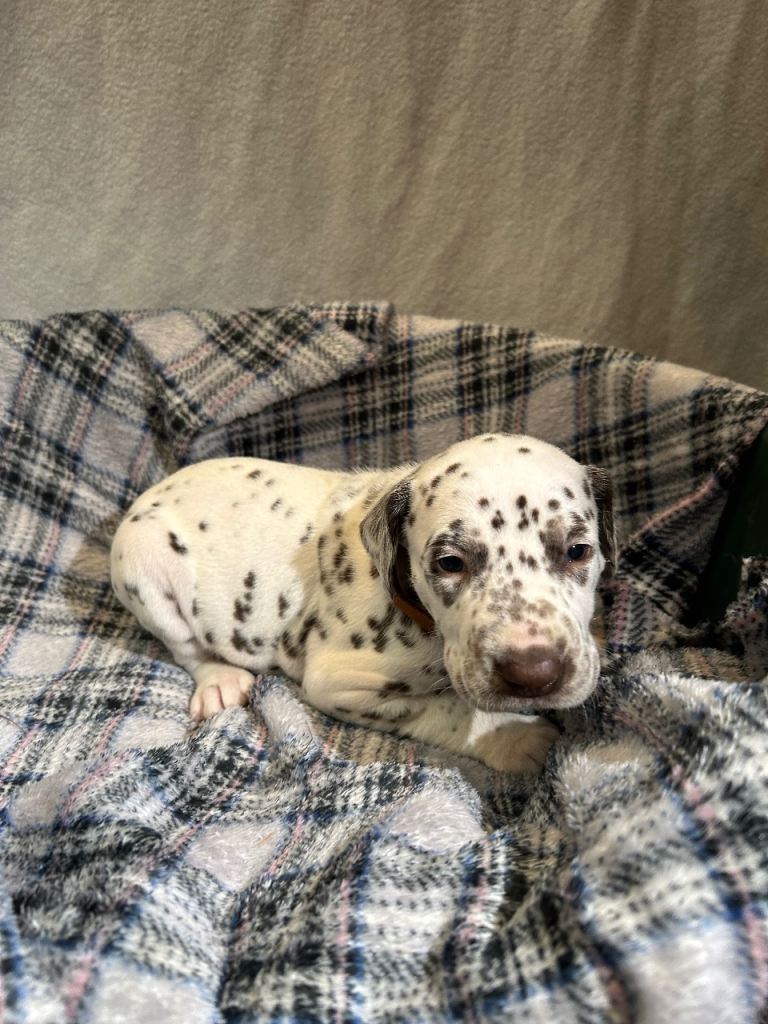 dalmatian puppies 