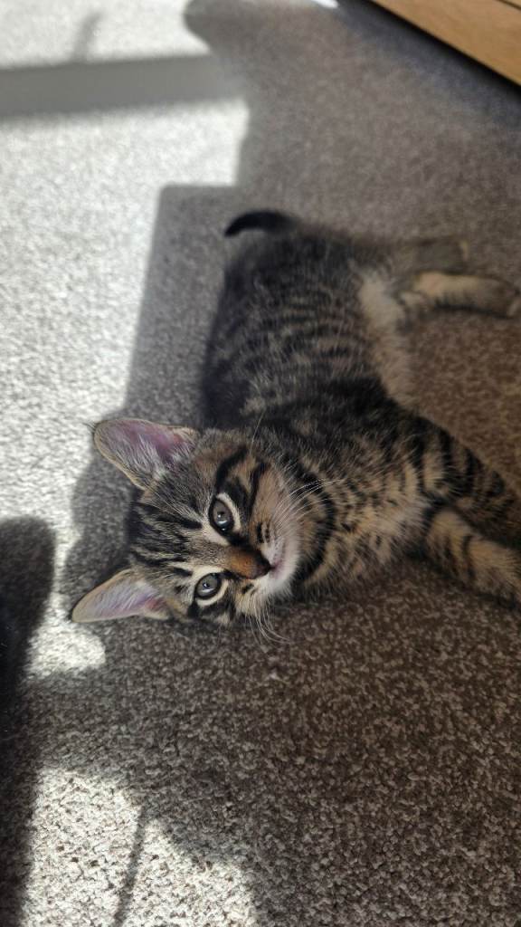 Tabby boy 8 weeks old
